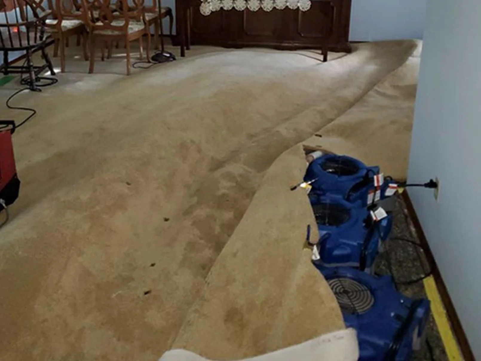 Blue air movers directing airflow beneath lifted carpet in a furnished room