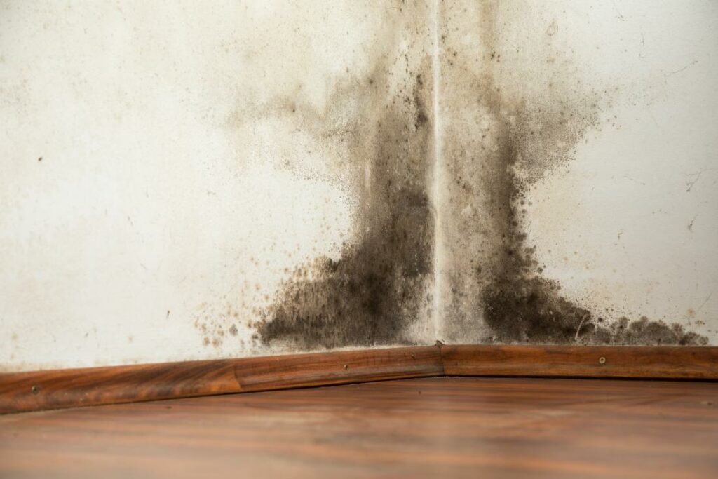 black mold on a wall after water damage