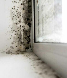 Mold growing on white wall by window