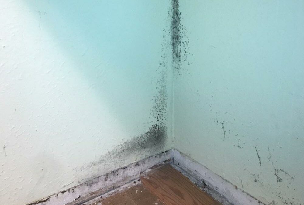 Mold growth behind cabinets