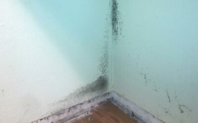 Mold Removal After Water Damage: 4 Reasons to Act Quickly