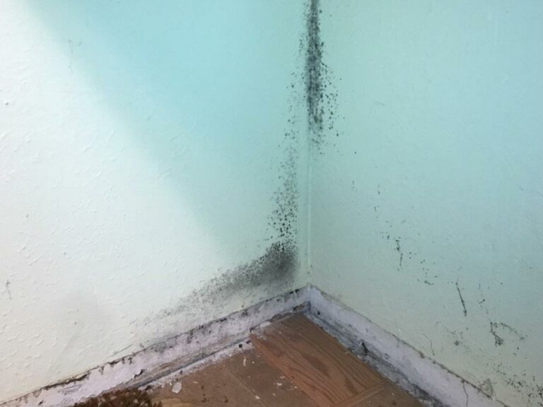 Mold growth behind cabinets