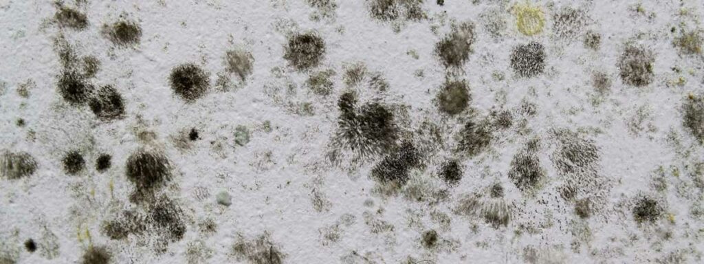 Dark mold on a white wall