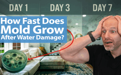 How Fast Does Mold Grow After Water Damage?
