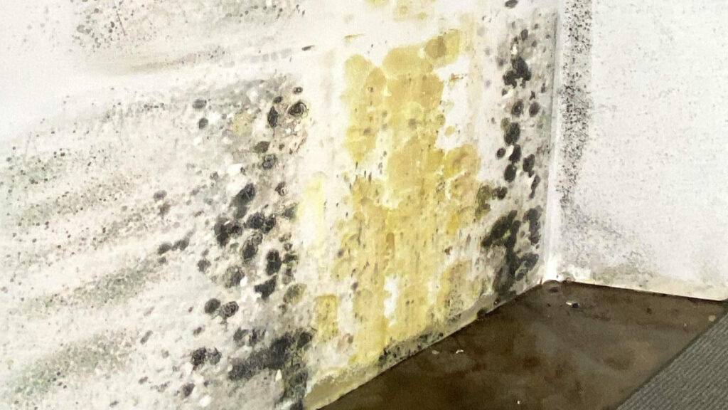 initial mold inspection removing basement mold in cleveland